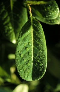 Leaf, with raindrops